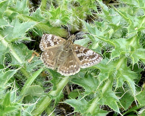 dingy skipper